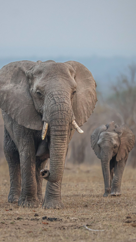 Ruanmey Elephants 190924 1 Sabi Sabi